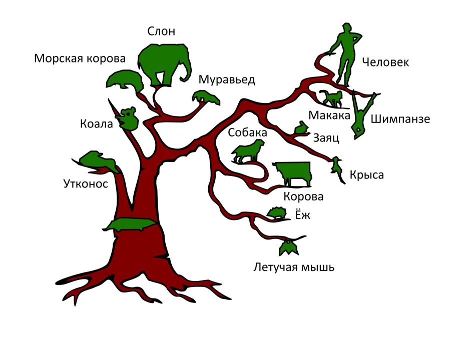 Как располагаются группы животных на родословном древе. Дерево биологических видов. Дерево живых организмов. Биологическое Древо видов. Дерево эволюции млекопитающих.