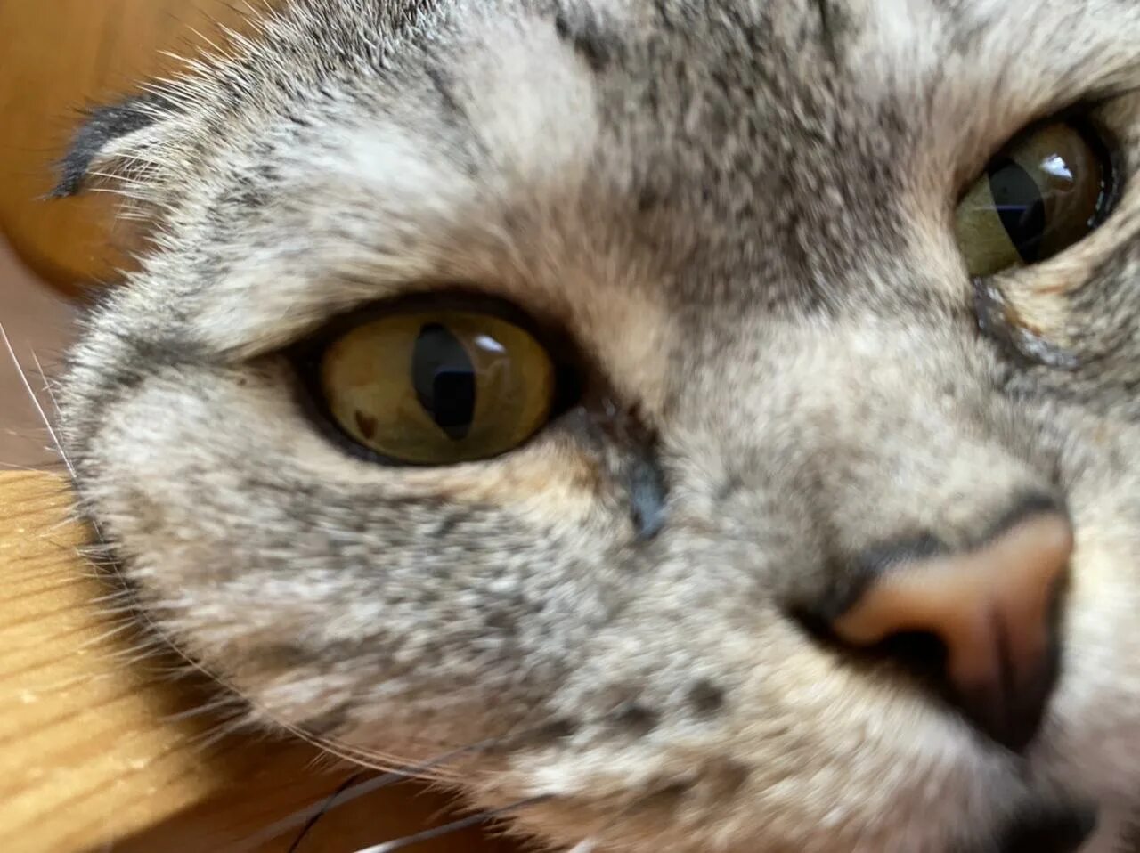 Пятно на глазу у кота. Темное пятно на глазу у кота. черное пятно на глазу у кошки.