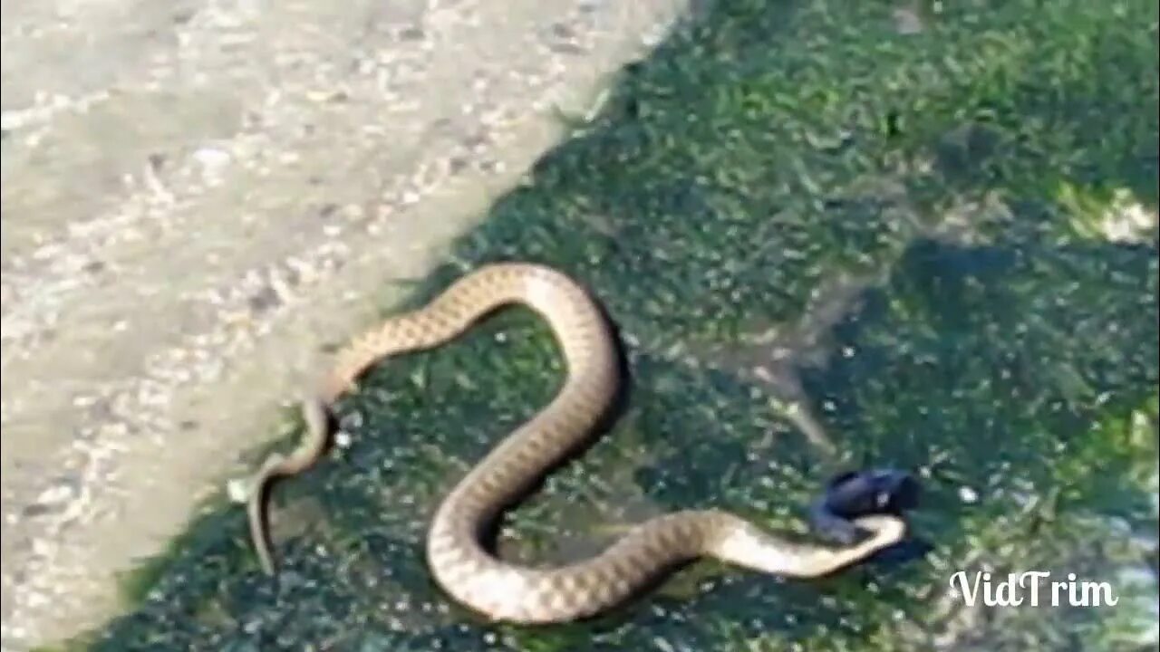 Змеи в анапе в море. Одесса Лиман змеи. Морская змея Азовское море 2023. Змея в Лимане. Змеи в Лимане.