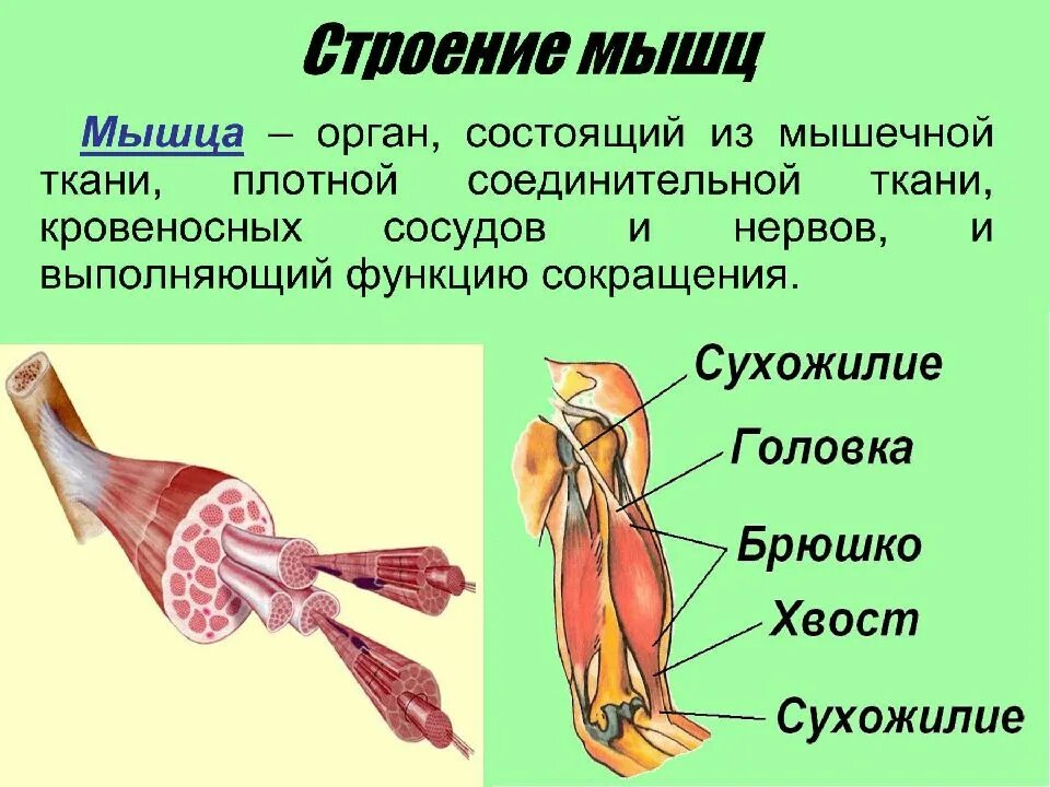 Особенности строения и работы мышц. Строение скелетной мышцы анатомия. мышечная система скелетные мышцы строение функции. строение скелетной мышцы вид сбоку. строение скелетных мышц анатомия краткое.