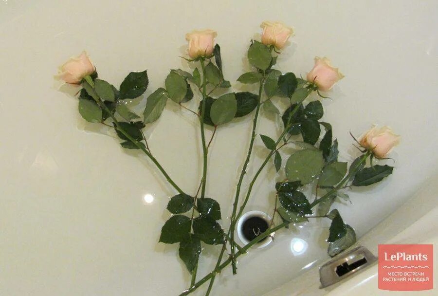 Как оживить розы кипятком. Розы в ванной. Розы в холодную ванну. Розочки в ванную. Розы срезанные.