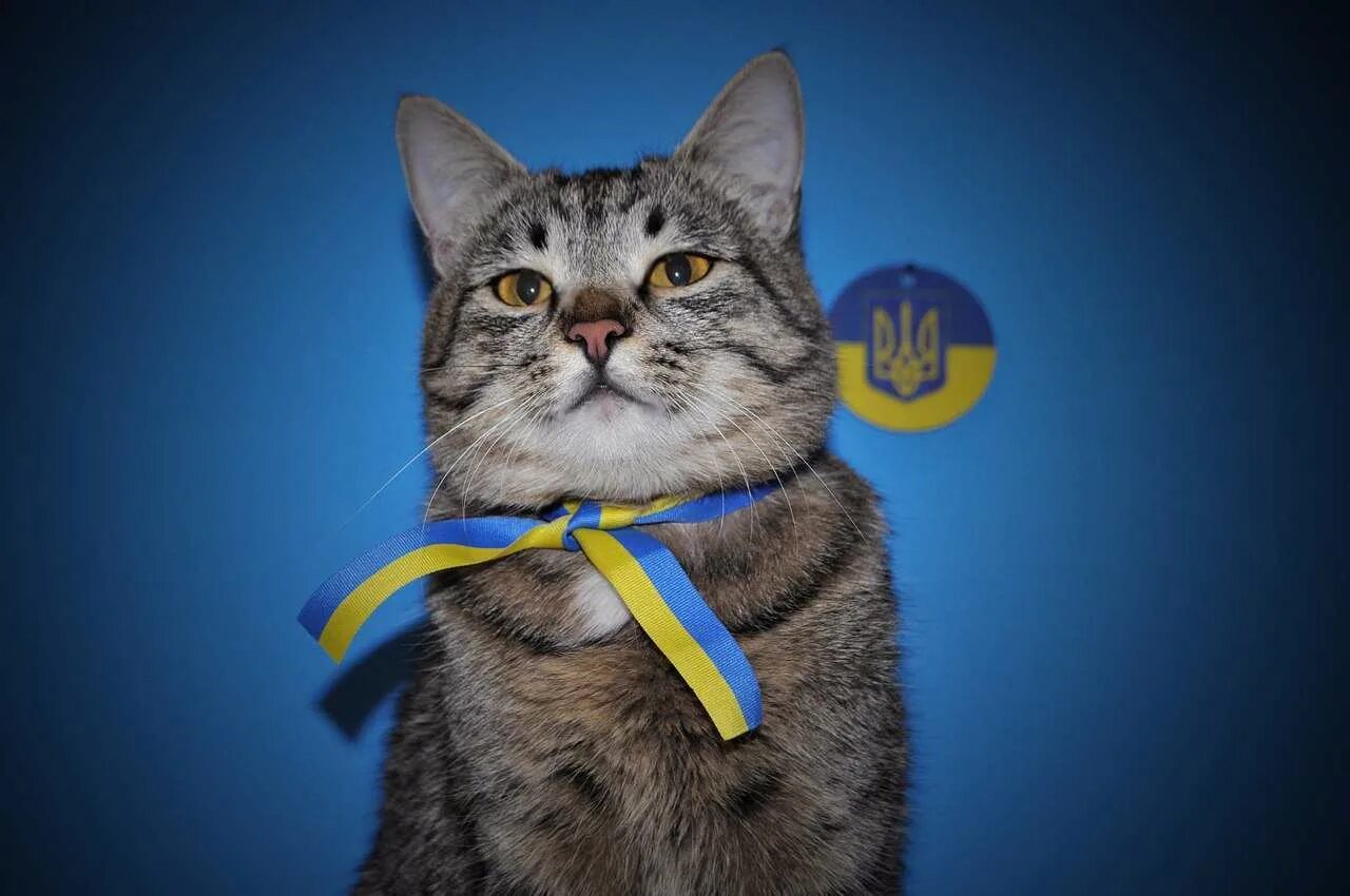 Кот с украинским флагом. Кот на фоне украинского флага. Кот хохол. Кот украинец