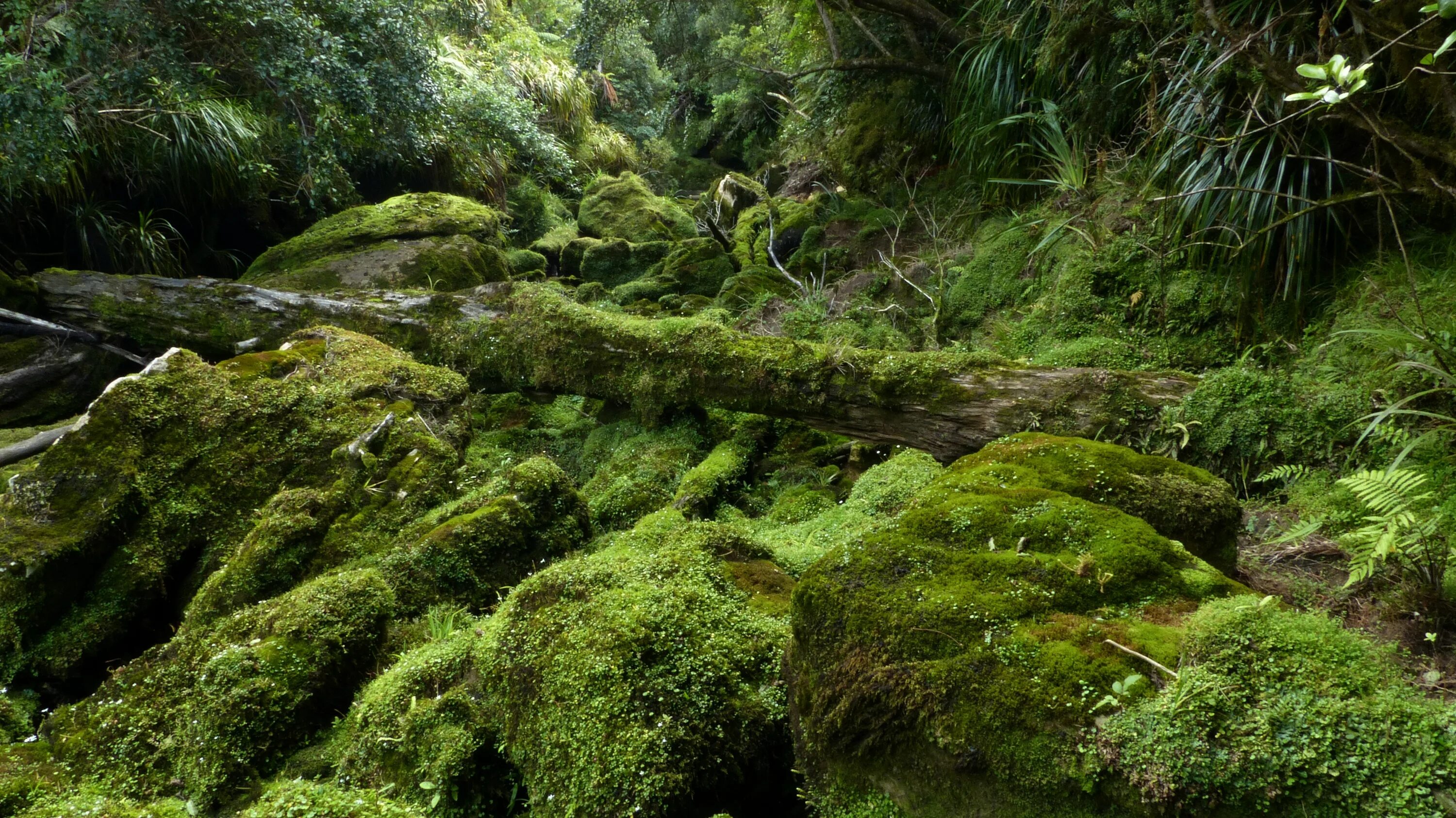 Кунашир замшелый лес. Джунгливский мох. Мшистый лес Малайзия. Папоротниковый мох.
