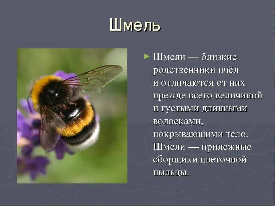 Пчелы и шмели тип взаимоотношений. Шмель Моховой семейство настоящие пчелы. Сообщение о шмелях 2 класс. Строение земляного шмеля. Шмель описание.