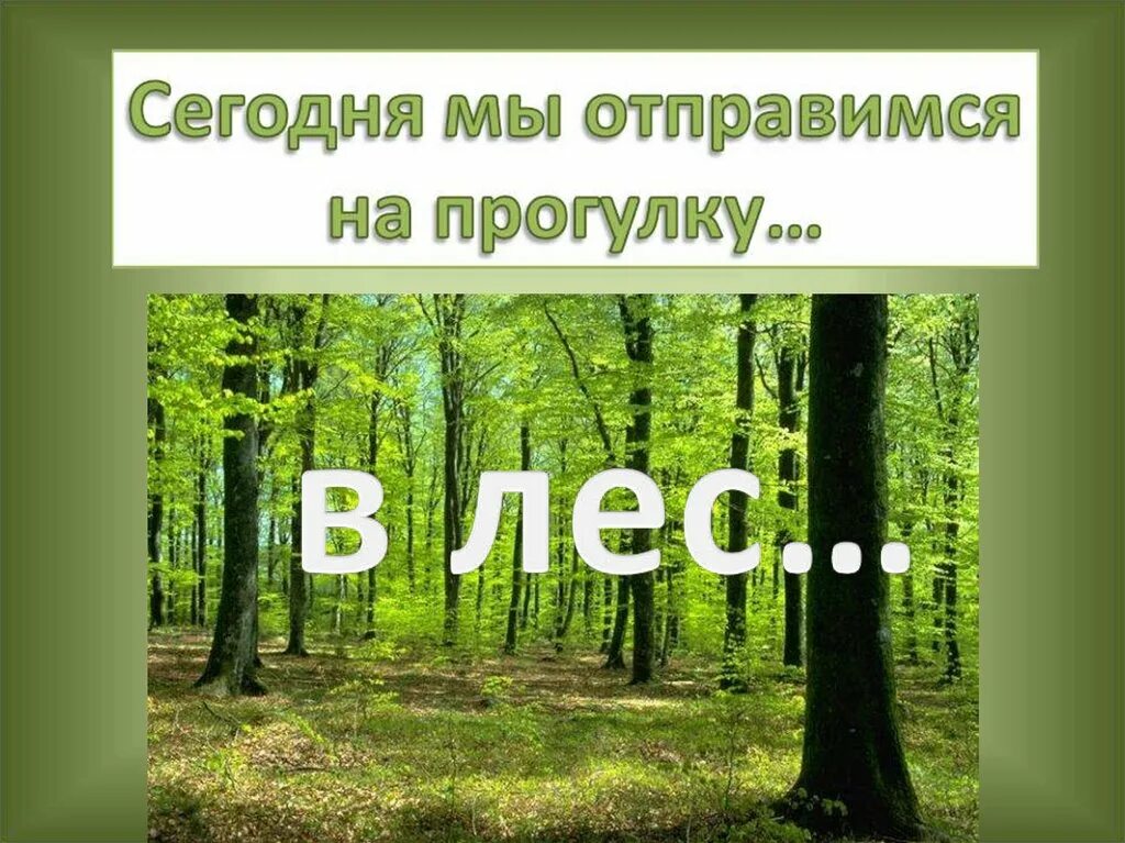 Жизнь леса 2 класс окружающий мир. Презентация на тему лес. Проект жизнь леса. Лес для презентации. Проект на тему леса.