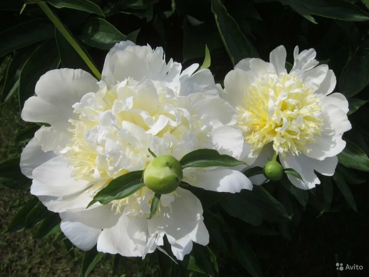 Пион даубле вайт. Пионы white. Пион келвис глориус. Пион уайт чарм. Пионы white.