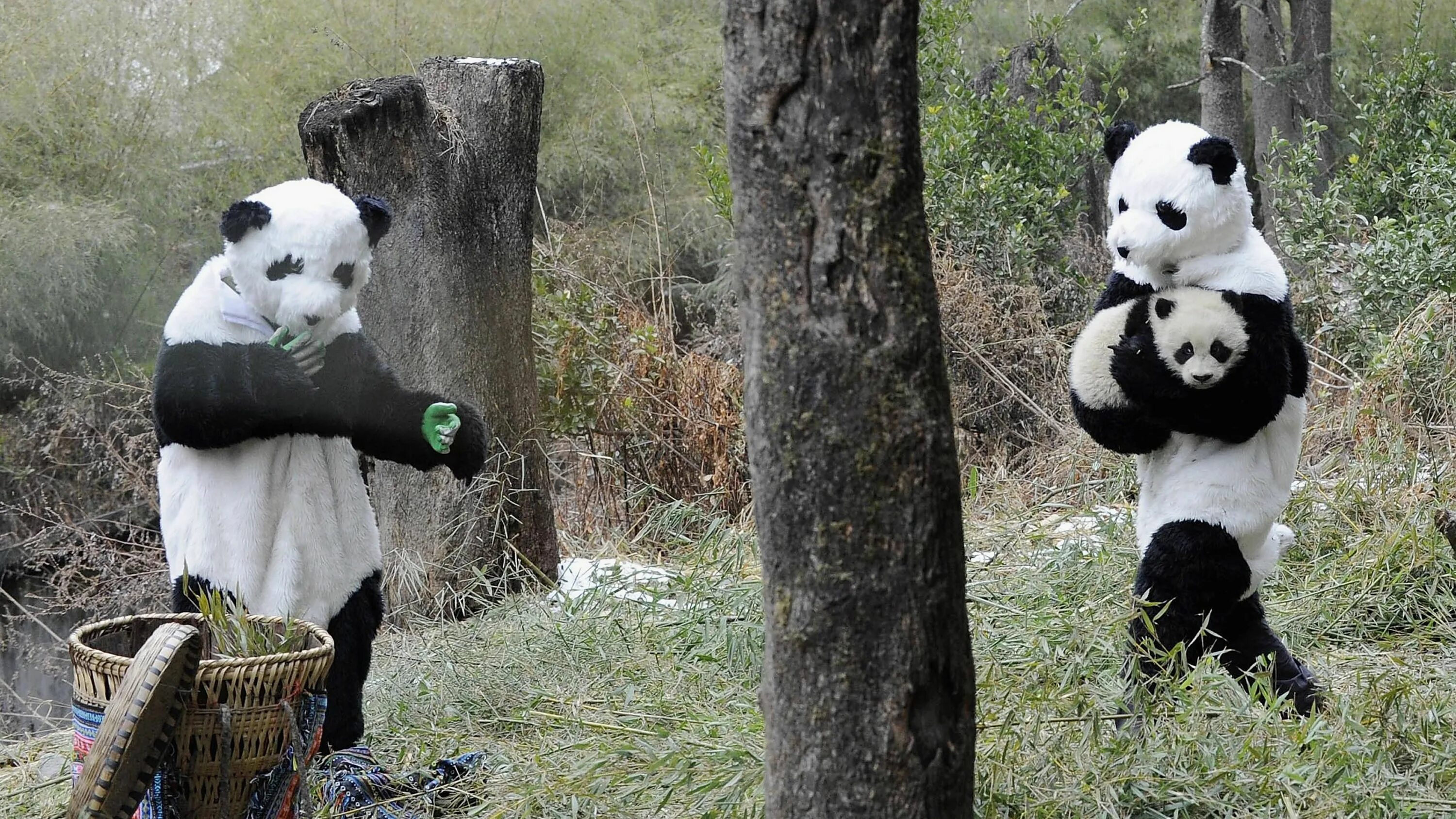 Панда собирает в круг. Панда в реальной жизни. Панда в полный рост. Костюм панды. Смешной чел Панда.