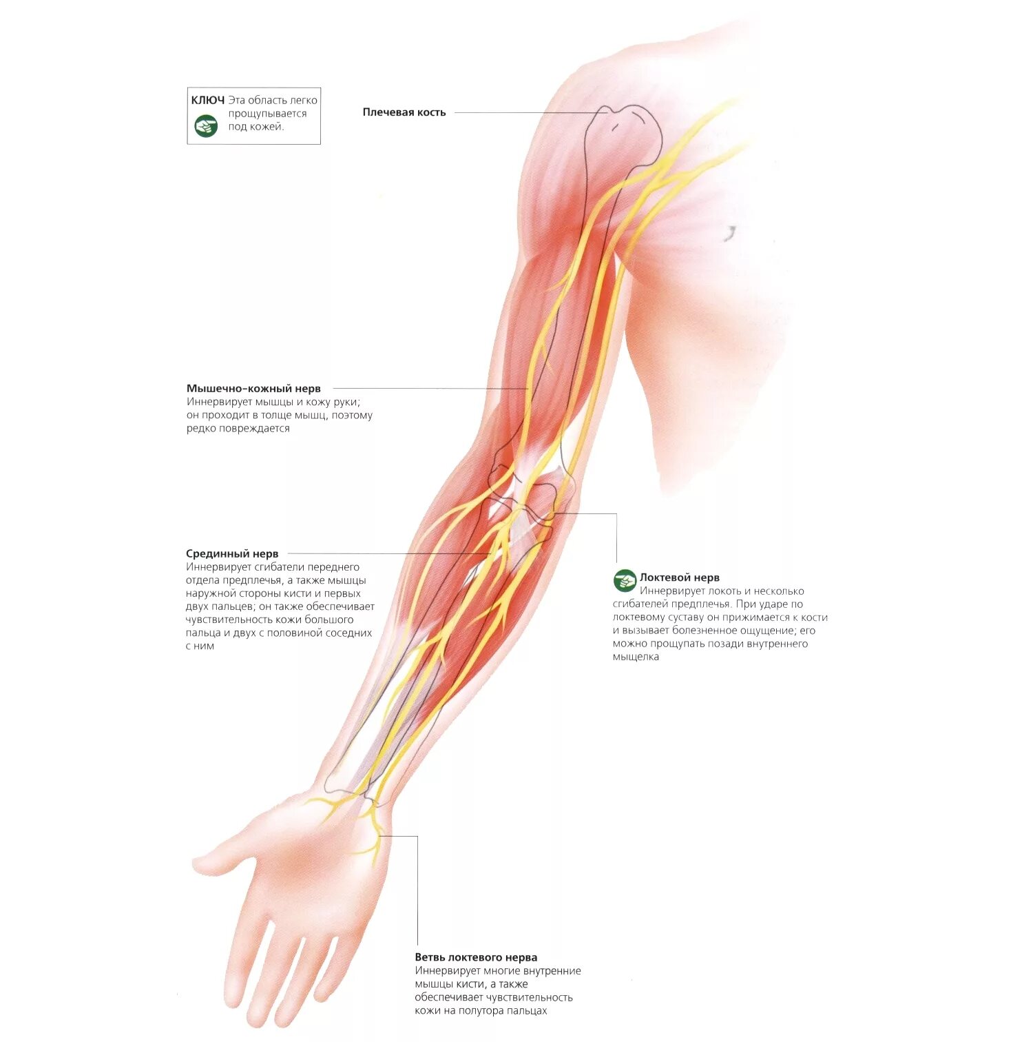 Локтевой нерв анатомия локоть. Локтевой нерв анатомия защемление. Локтевой нерв анатомия иннервация. Локтевой нерв на предплечье.