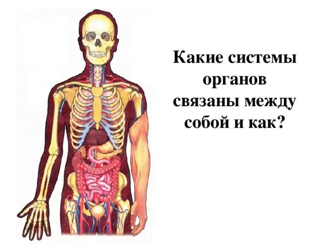 Система органов это 3 класс окружающий мир. Какие органы связаны между собой. Окружающий мир как работает наш организм. Как работает наш организм презентация