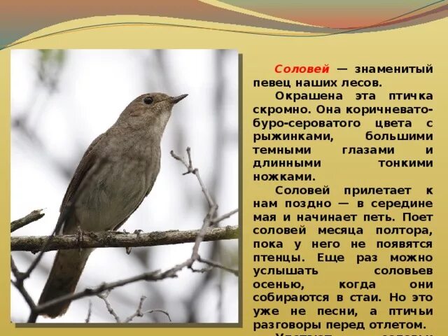 Картинки СВИРИСТЕЛЬ ГДЕ