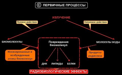 Первичные процессы