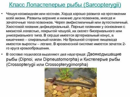 Значение чешуйчатых