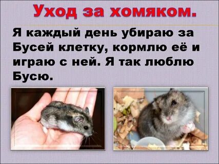 Хомяки уход и содержание и питание
