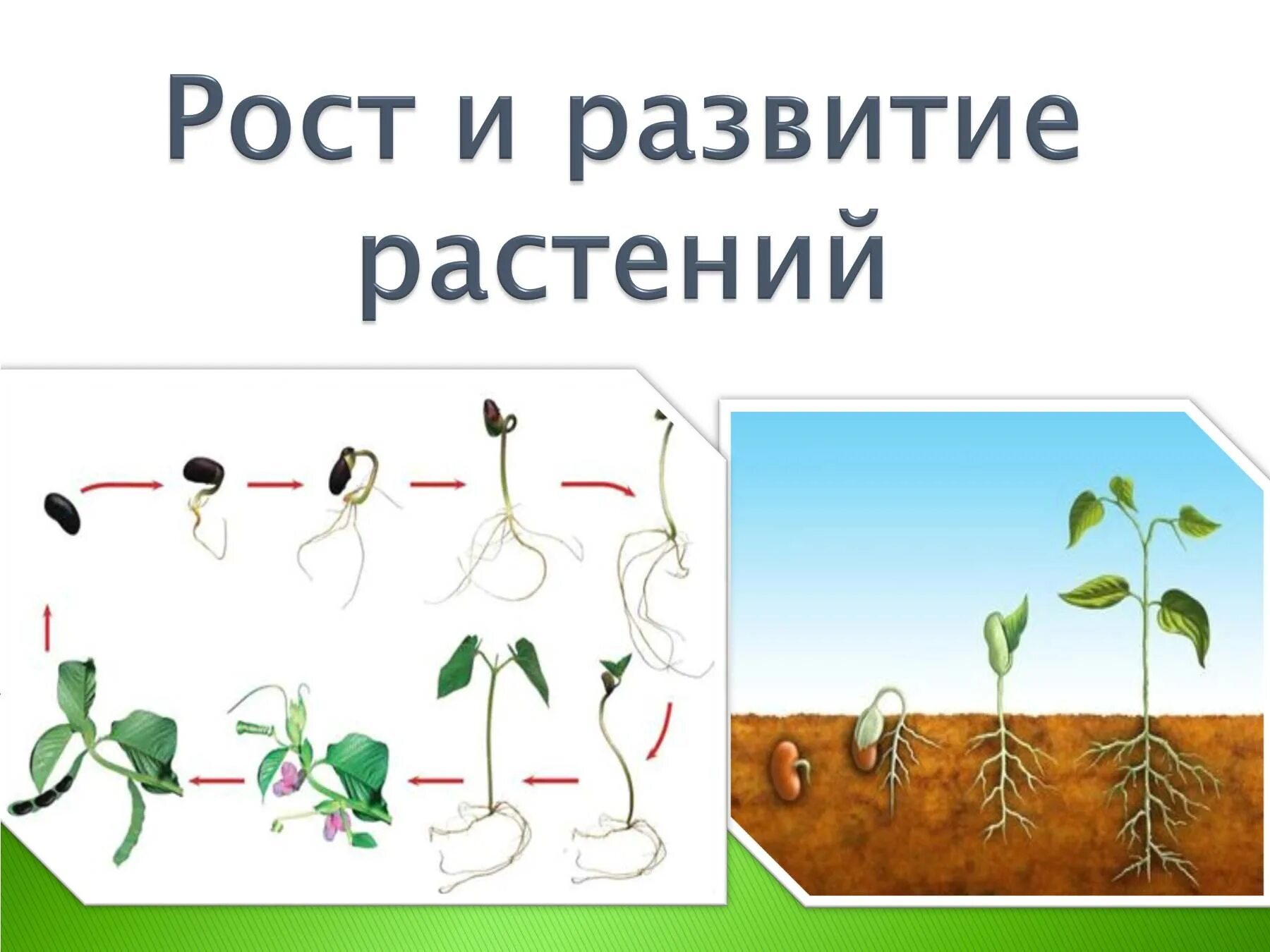 В процессе роста растений происходит выберите. Рост и развитие растений. Ьос т и развитие растений. Этапы роста цветка. Схема роста растения.