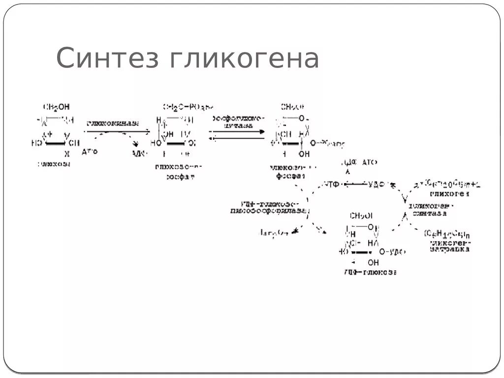 Синтез гликогена происходит. Синтез гликогена биохимия схема. Синтез гликогена в печени. Составьте схему синтеза гликогена. Схема синтеза гликогена из Глюкозы.