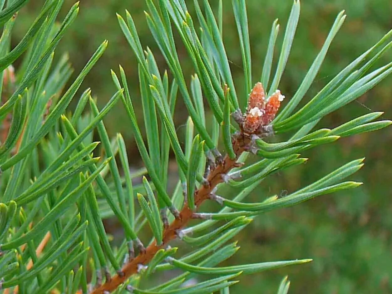 Хвоя чери. FENDIGLOCK хвоя. Pinus Sylvestris масло. Ашкьюди с хвоей. Хвойный опал