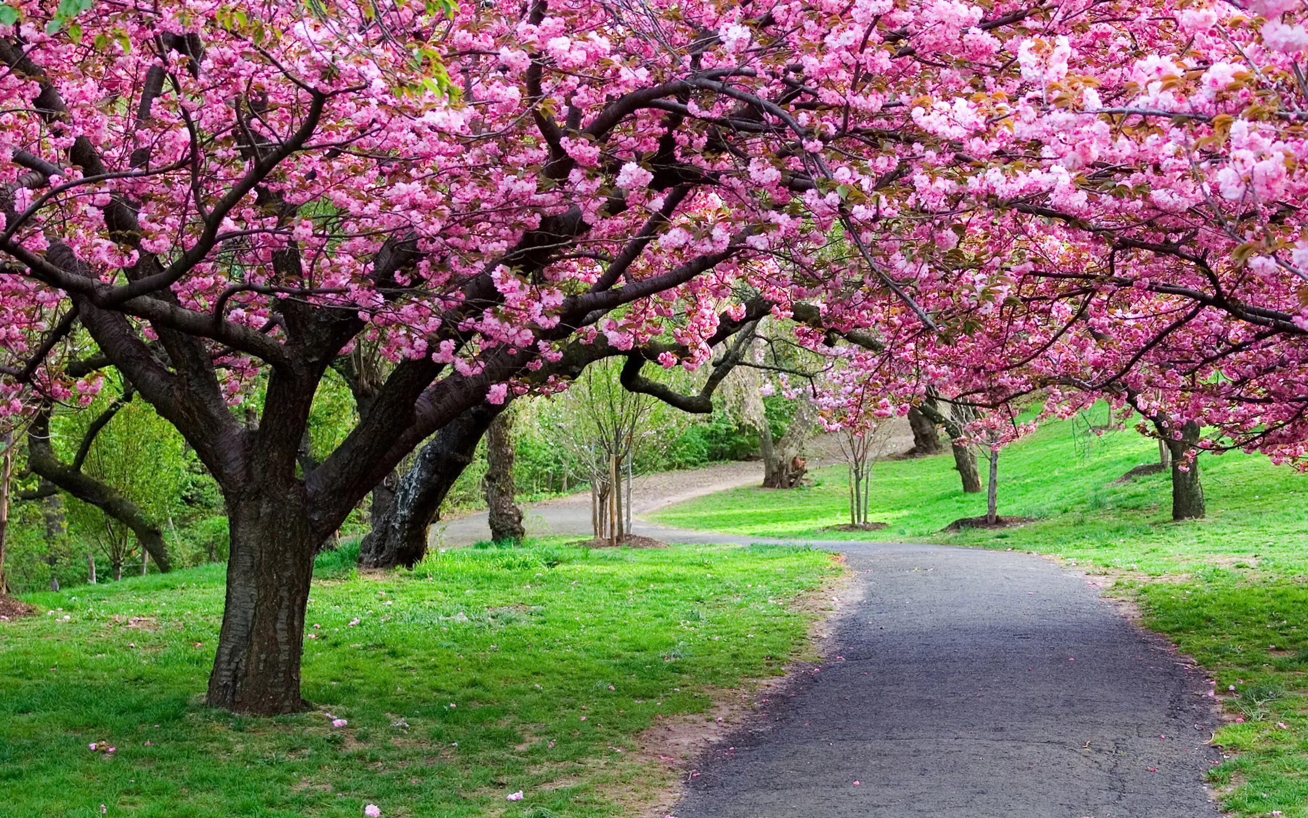 Spring main. Черри блоссом дерево. Сакура черри блоссом. Pink черри блоссом дерево деревья парк. Сакура Канзас.