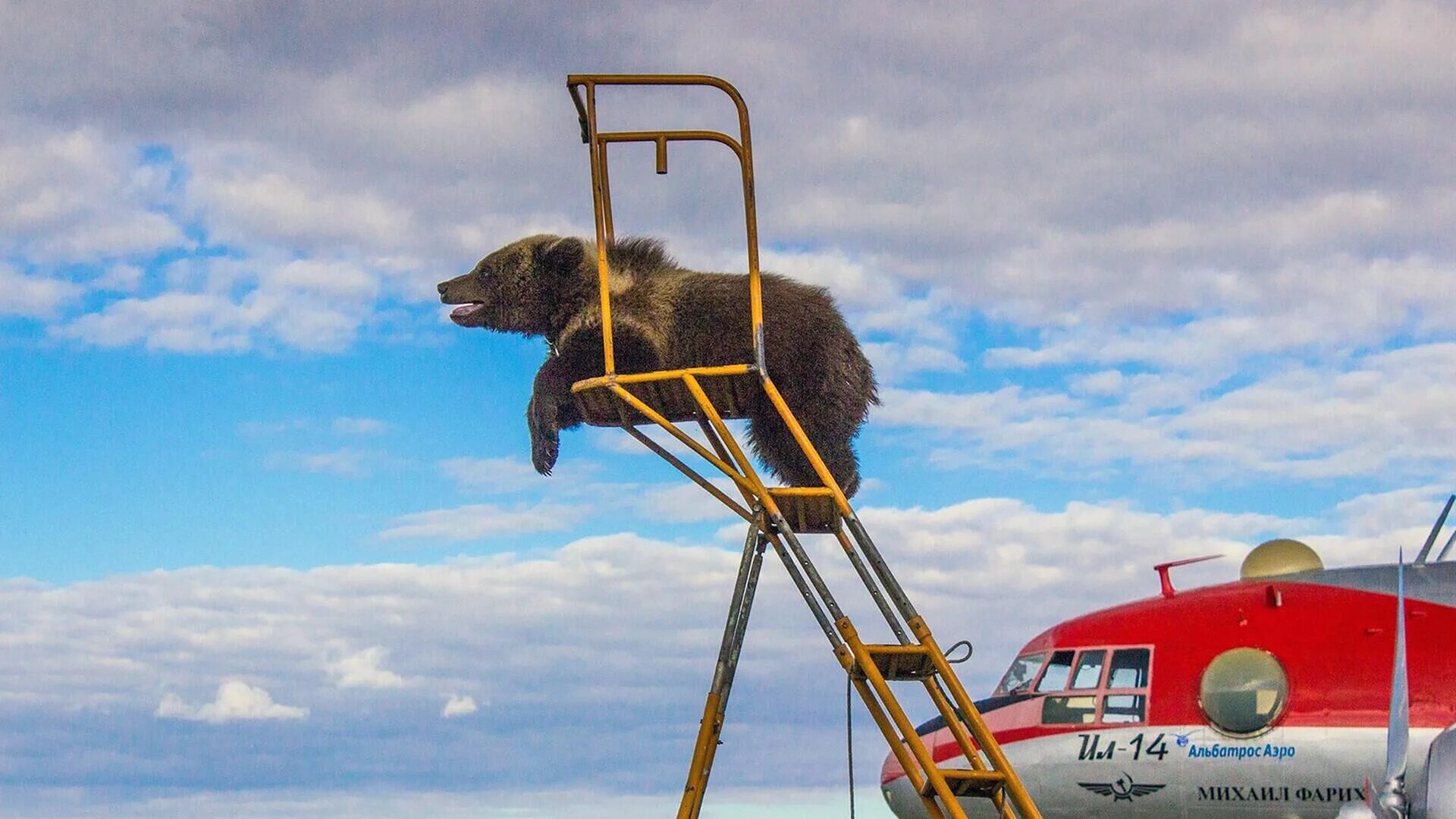 самолет медвежонок. орешково аэродром медведь. мишка на самолете. медведь в аэропорту на аляске. авиа медведь мансур.