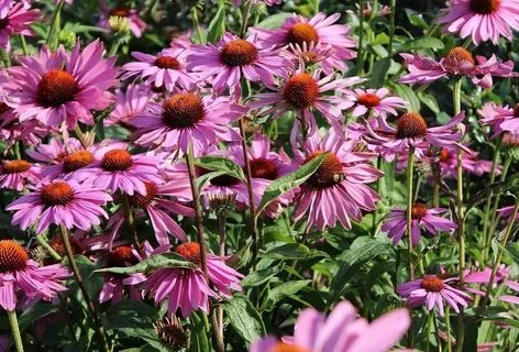 Эхинацея пурпурная echinacea purpurea