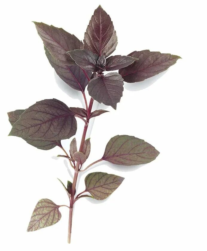 Базилик веточка. Зелень базилик. Базилик листья. Базилик genovese. Ocimum).