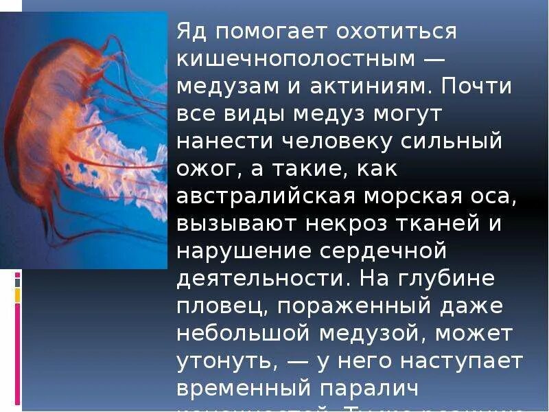 Медуза информация. Доклад о медузах. презентация на тему медузы. сообщение о медузе. ядовитые медузы презентация.
