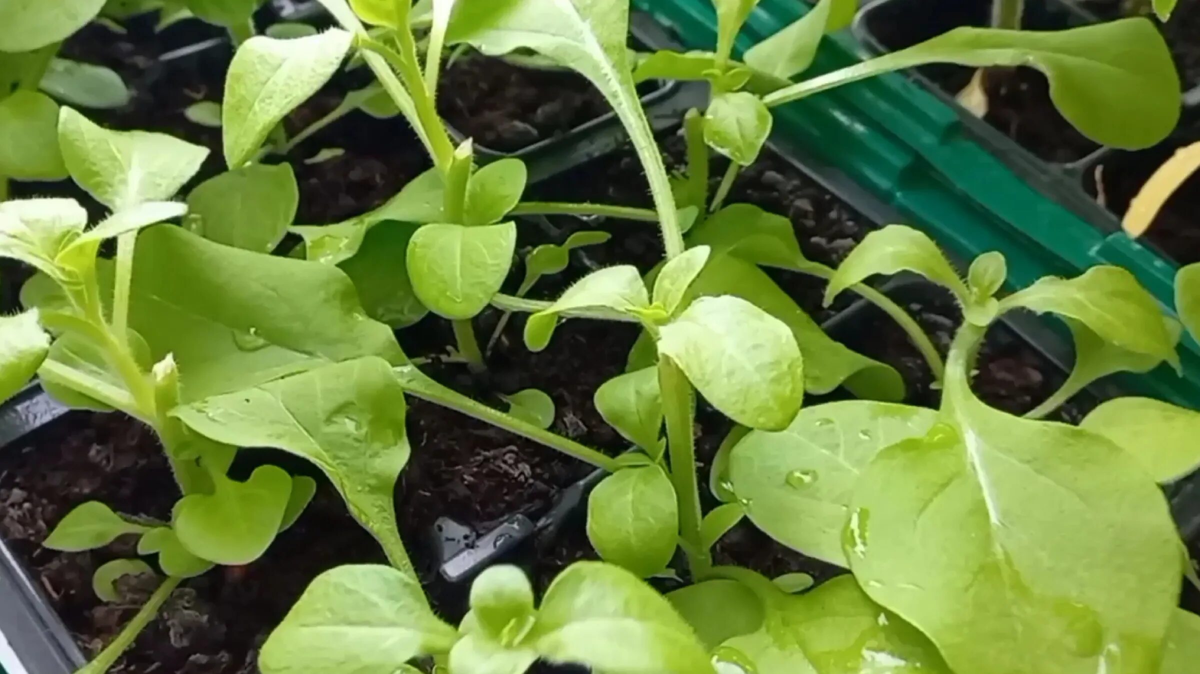 когда прищипывать петунию в рассаде. прищипка рассады петунии. когда прищипывать петунию в рассаде. формировка петунии ампельной. распикировать петунию.