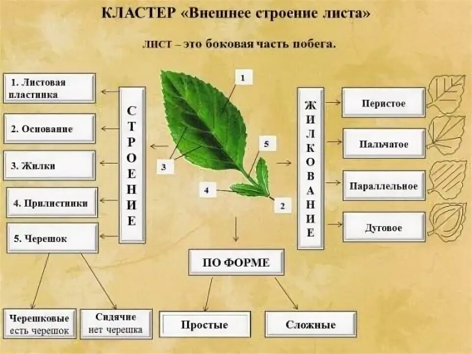 Контрольная лист 6 класс биология. Внешнее строение листьев. Внешнее строение листа схема. Внешнее и внутреннее строение листа. Строение листьев растений.