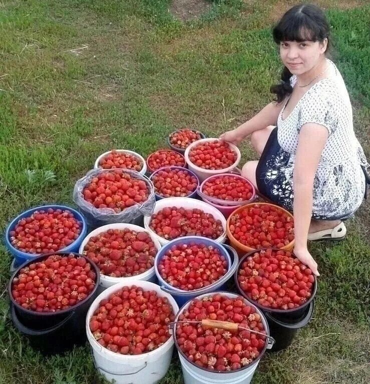 сбор овощей в поле. ярмарка клубники.