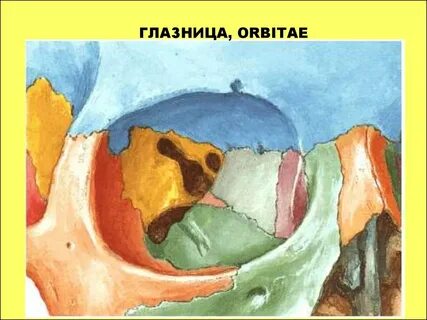 Глазница 228