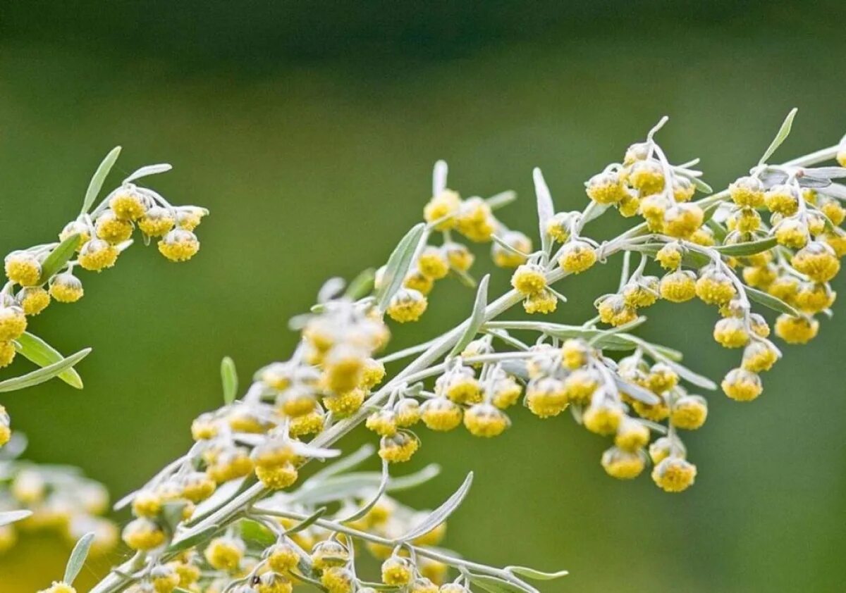 Полынь горькая семена. Полынь обыкновенная чернобыльник. Полынь горькая (artemisia absinthiu. Полынью это. Полынь чернобыльник.