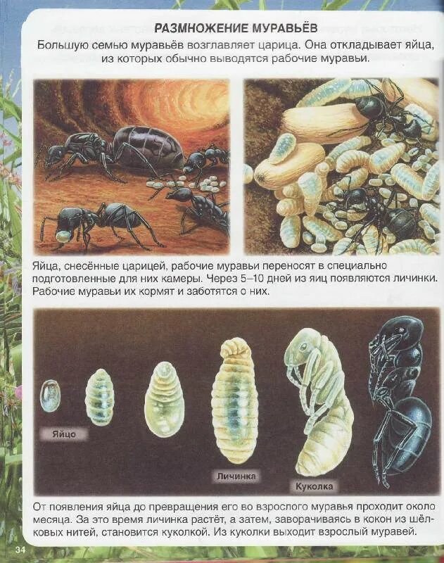 Какое развитие у муравья. Стадия развития муравья яйцо личинка. Стадии развития личинки муравья. Схема развития муравья. Этапы развития муравья.