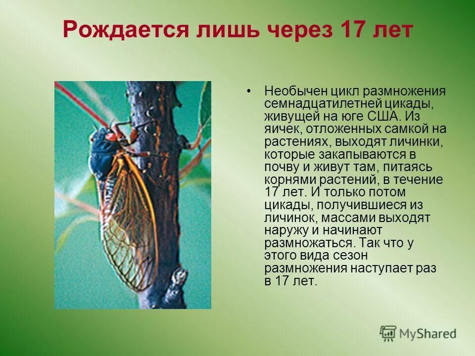 Цикада интересные факты. Цикада презентация. Цикада текст. Строение крыльев цикады. Цикады.