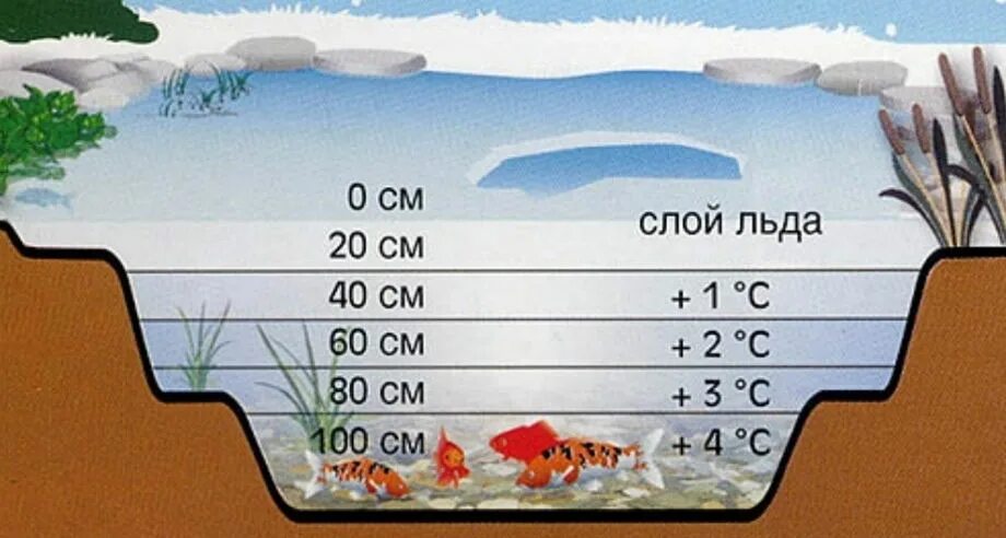 Глубина пруда для рыбы. Глубина пруда для зимовки рыбы. Глубина пруда для зимовки карпа. Зимовальные пруды для рыбы. Температура воды в пруду