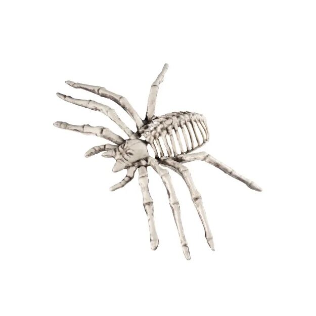 Скелет паукообразных. Скелет паука биология. Скелет паука настоящего. Паук скелет призрак.