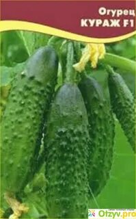 Огурцы сорта кураж характеристики