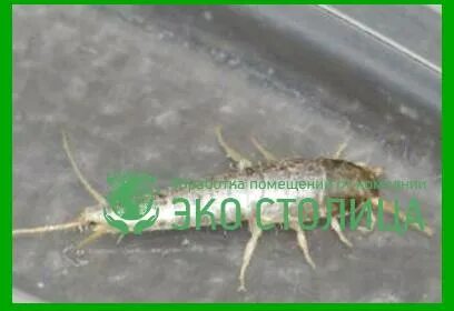 Мокрица в ванной как избавиться
