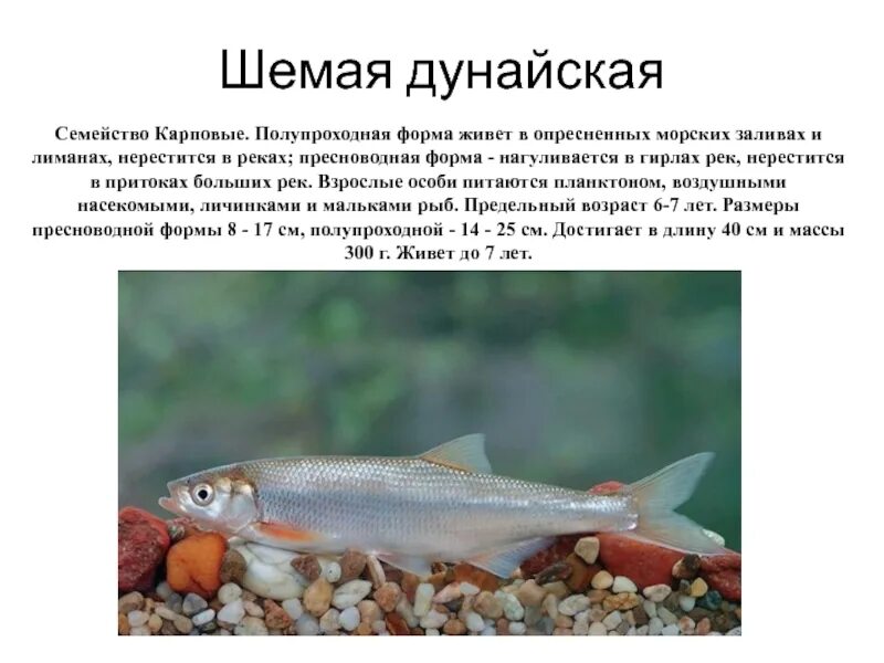 Донская рыба шамайка. Шемая описание. Шемая азово-черноморская. Шемая описание. Шемая описание.