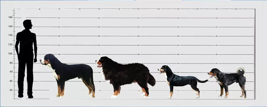 Энтлебухер зенненхунд вес рост взрослой собаки. Порода зенненхунд рост и вес. Энтлебухер зенненхунд рост в холке. Бернский зенненхунд рост и вес. 40 см сравнение