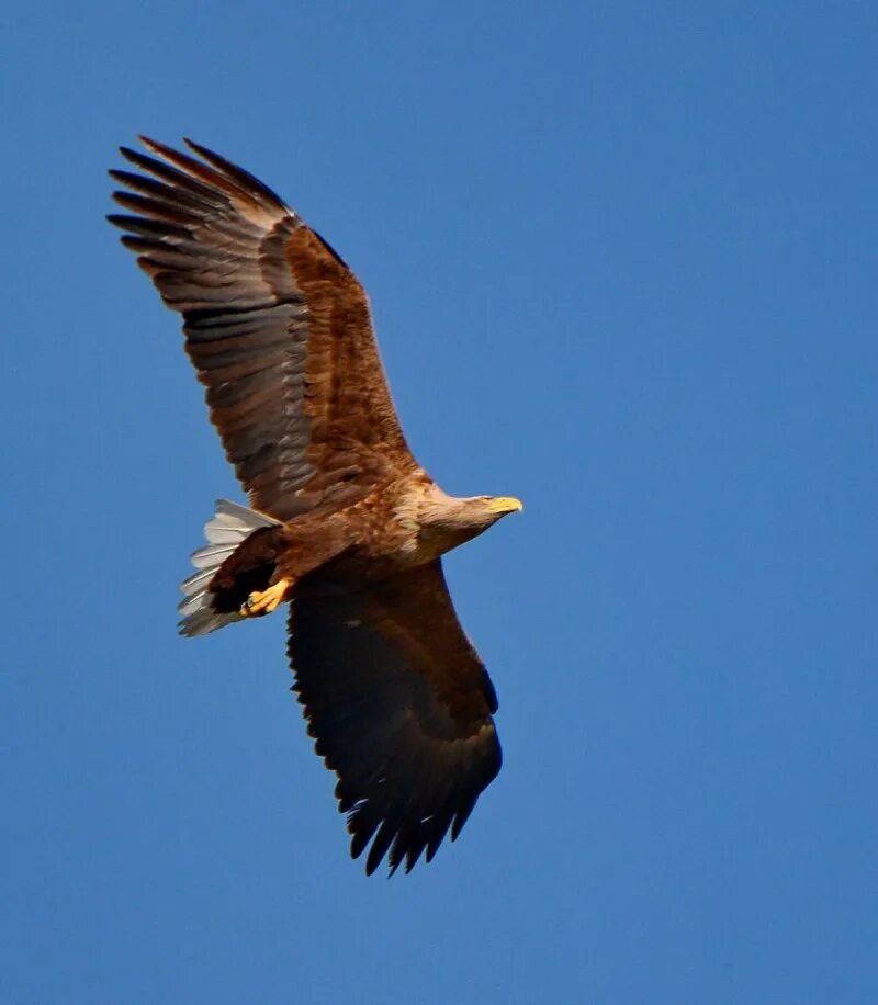 Орлан белохвост. Орлан-белохвост haliaeetus albicilla. орлан-белохвост (haliaeetus albicilla (l.). орлан-белохвост haliaeetus albicilla (linnaeus, 1758). орлан белохвост на таймыре.