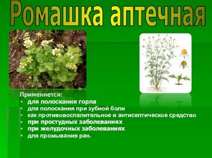Картинки зеленая аптека