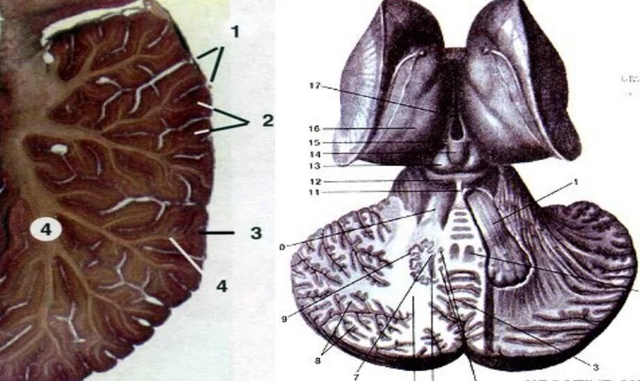 Ткань мозжечка. Дольки червя мозжечка. Ножки мозжечка гистология. Мозжечок гистология препарат. Мозжечок строение.