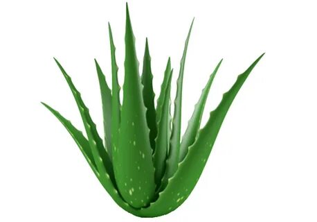 Skin plants