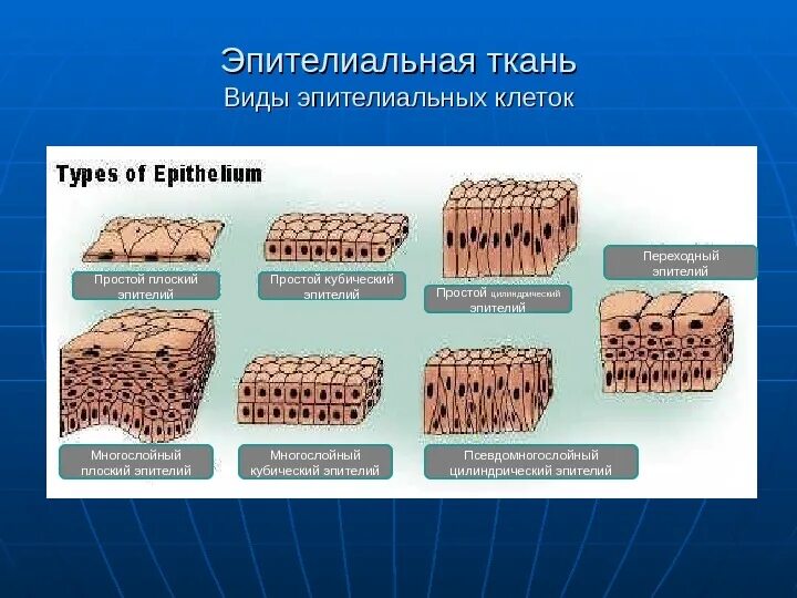 Какие функции выполняет эпителиальная ткань