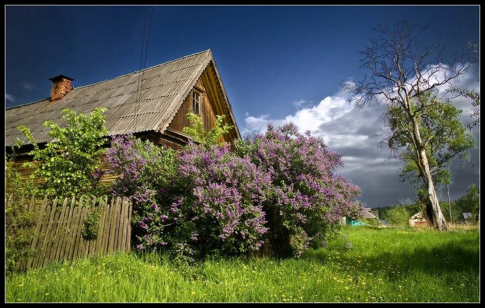 Хата рядом. Палисад мальвы деревня. Природа деревня. Пейзаж деревни. Деревенский домик.