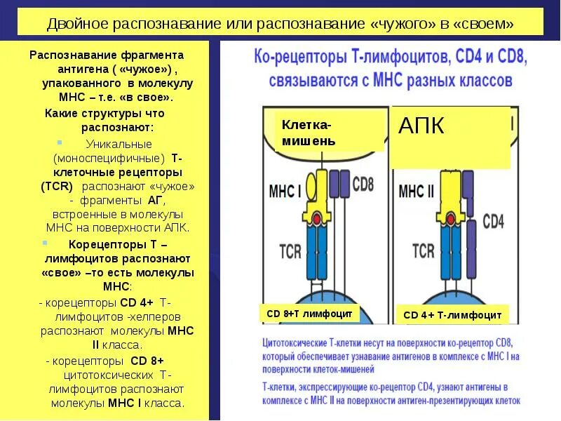 MHC главный комплекс гистосовместимости. Двойное распознавание антигена т лимфоцитами. Распознавание антигена выбор cd4-. Феномен двойного распознавания.