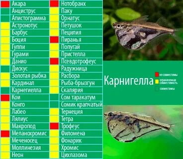Совместимость аквариумных рыбок скалярии
