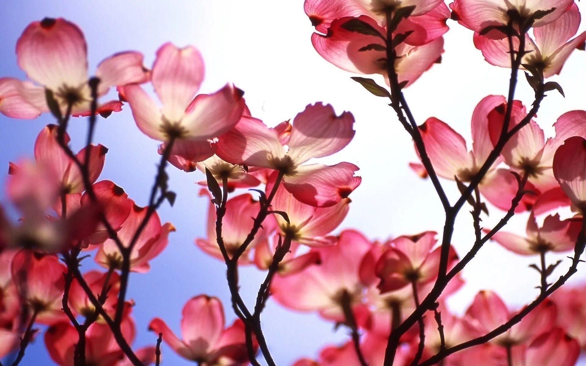 Цветы на рабочий стол телефона вертикальные. Черри блоссом ск8. Весна цветы. Цветы на рабочий стол телефона вертикальные. Цветы на рабочий стол телефона вертикальные.