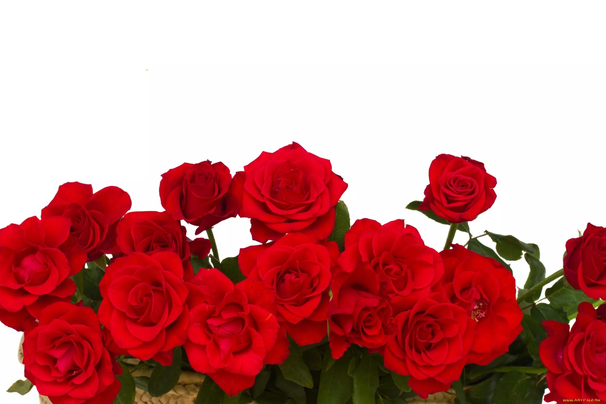 Красные розы на белом фоне. Красные цветы на белом фоне. Цветы розы на белом фоне. Цветы красные розы на белом фоне. Розы снизу