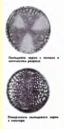 Место формирования пыльцевых зерен
