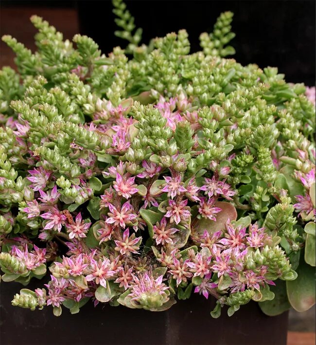 Очитки садовые. Очиток Вайнберга (Sedum weinbergii. Очиток Sedum. Очиток седум. Очиток Эверса 'homophyllum'.